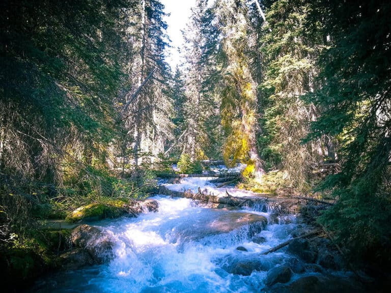 Louise Creek rushes through the forest under the Tramline Trail, linking Lake Louise Township and the Lake itself.