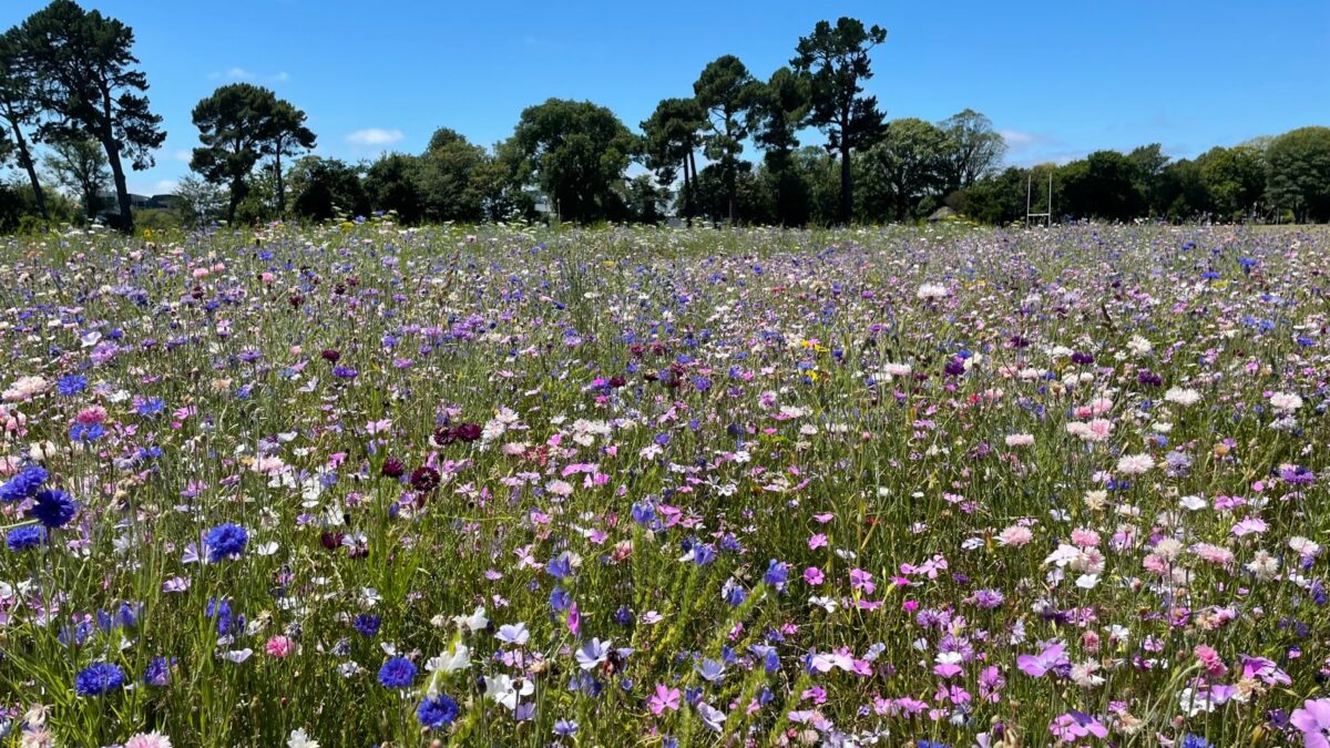 hagley-park-wildflowers and Trees