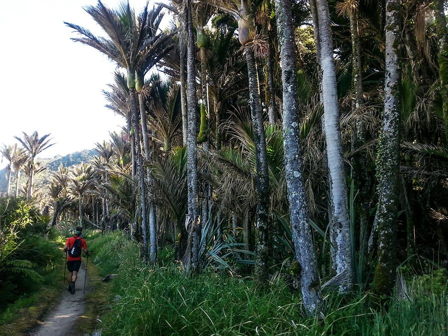 The nīkau palms lining the route.